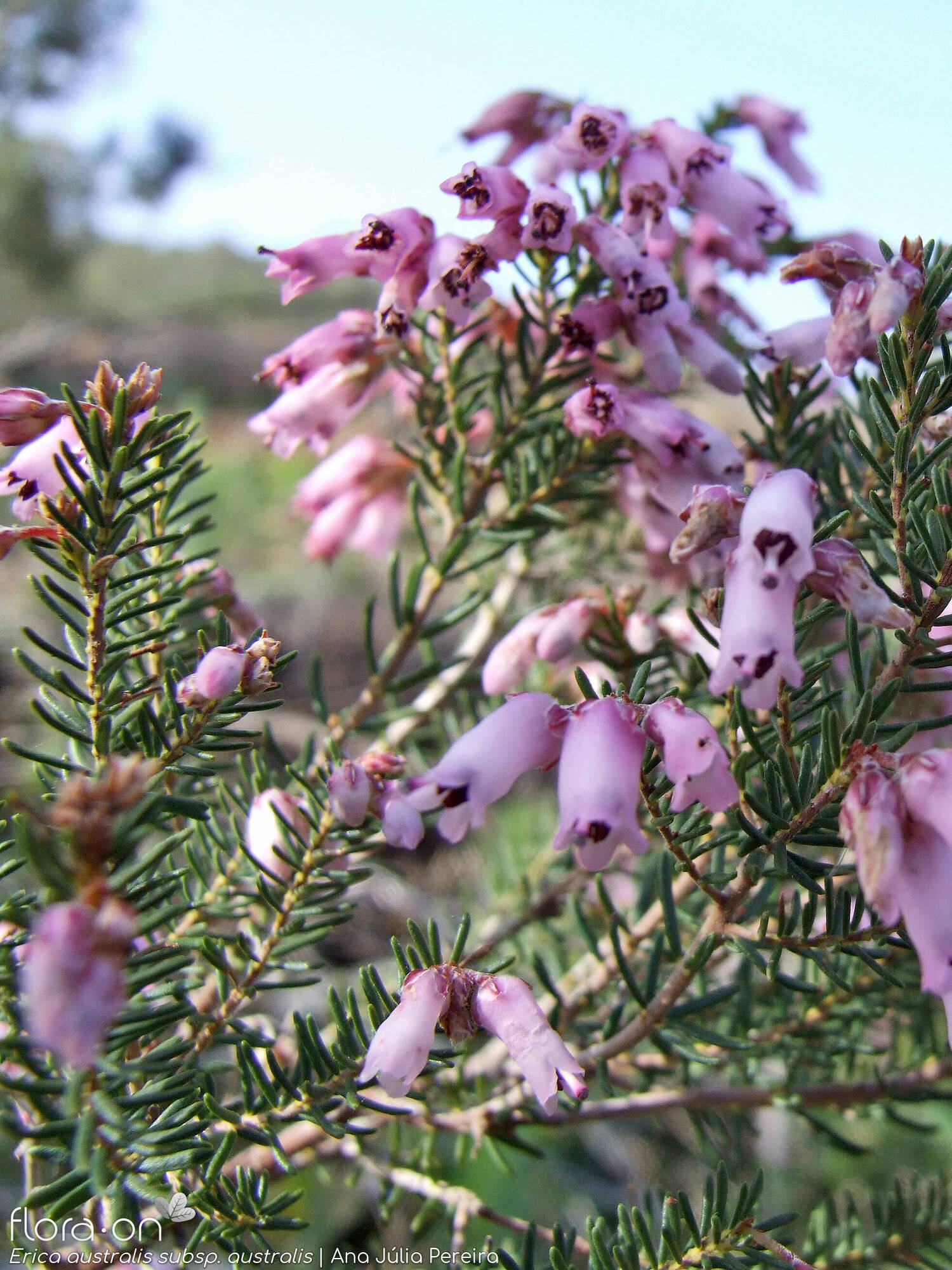 Erica australis australis - Flor (geral) | Ana Júlia Pereira; CC BY-NC 4.0