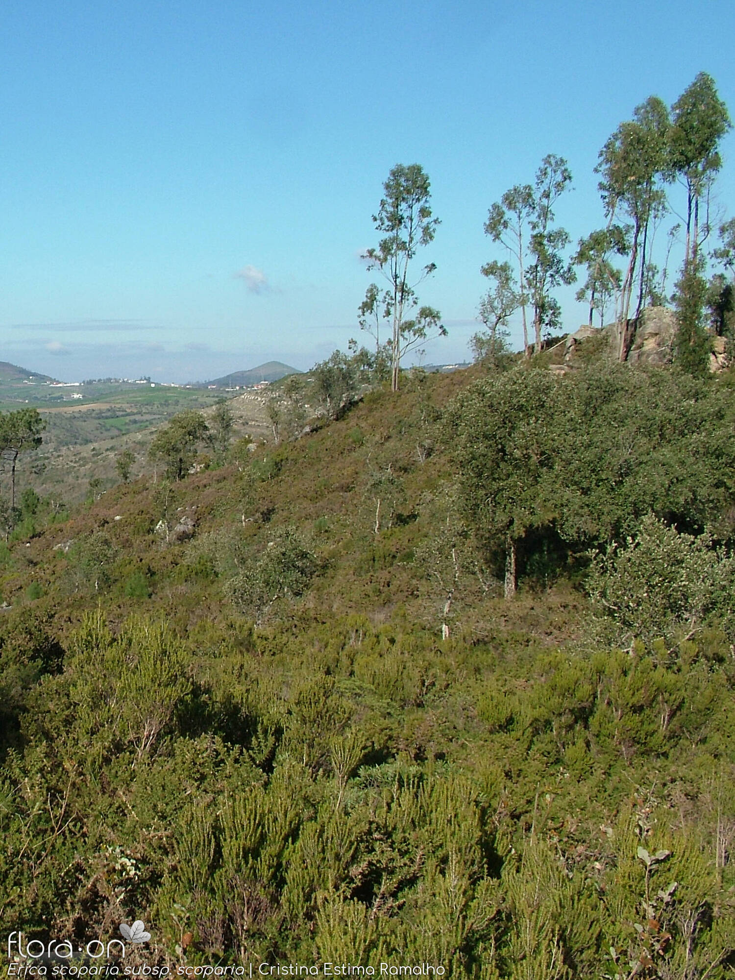 Erica scoparia scoparia - Habitat | Cristina Estima Ramalho; CC BY-NC 4.0
