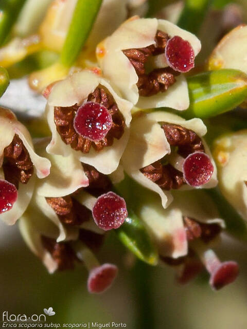 Erica scoparia scoparia - Flor (close-up) | Miguel Porto; CC BY-NC 4.0