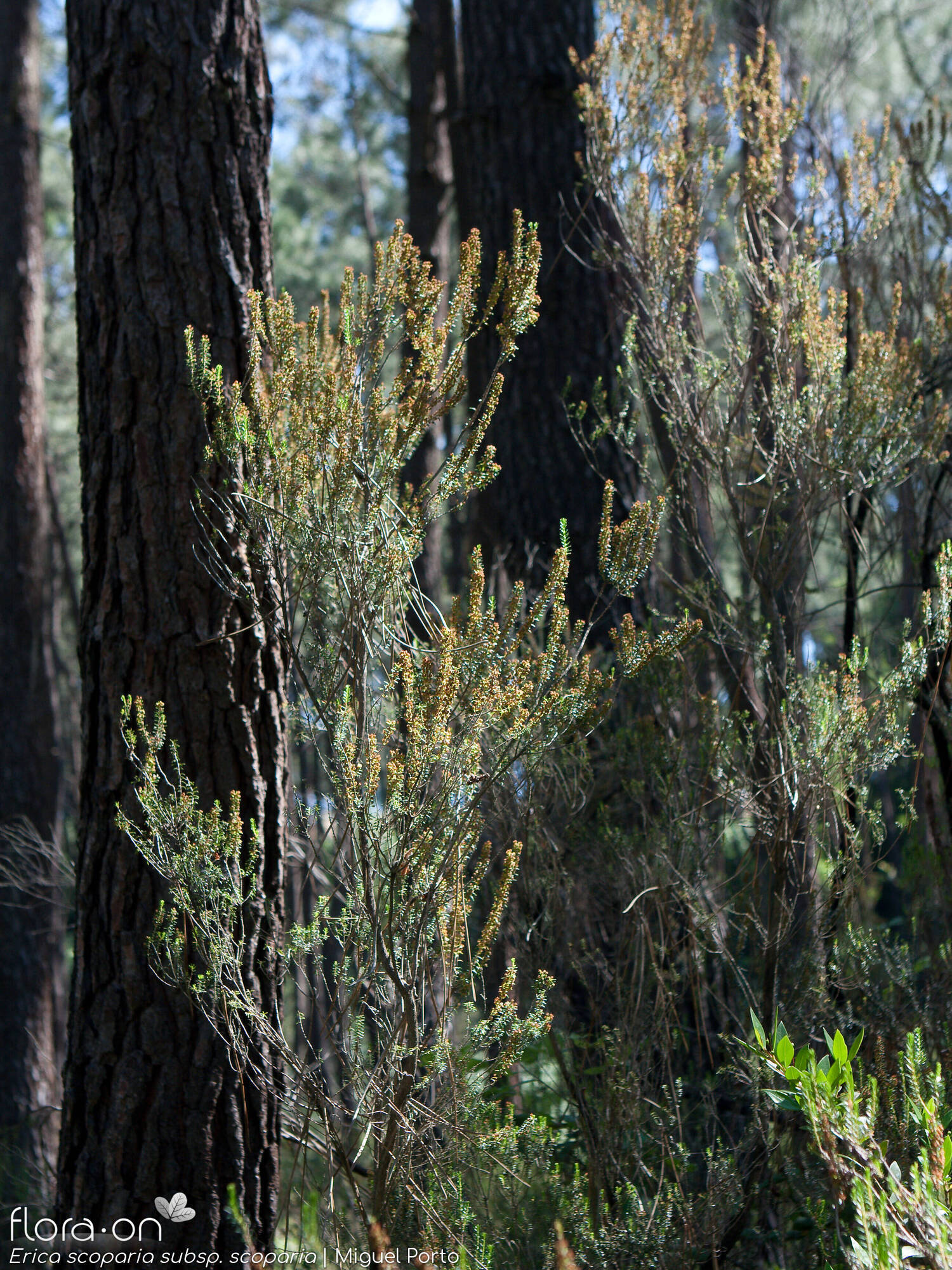 Erica scoparia scoparia - Hábito | Miguel Porto; CC BY-NC 4.0