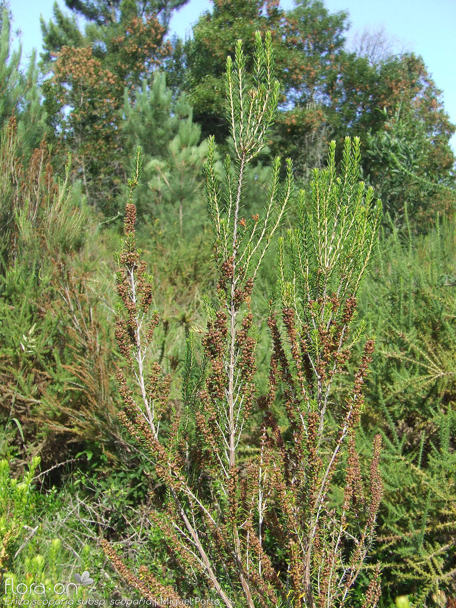 Erica scoparia scoparia - Hábito | Miguel Porto; CC BY-NC 4.0