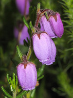 Ericaceae