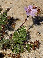 Erodium aethiopicum