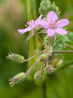 Erodium chium
