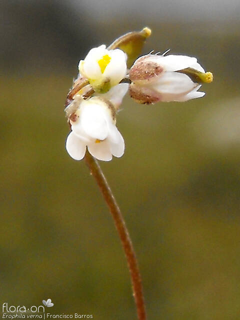 Erophila verna - Flor (close-up) | Francisco Barros; CC BY-NC 4.0
