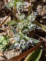 Eryngium galioides
