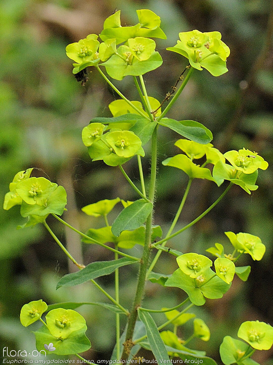 Euphorbia amygdaloides amygdaloides - Flor (geral) | Paulo Ventura Araújo; CC BY-NC 4.0