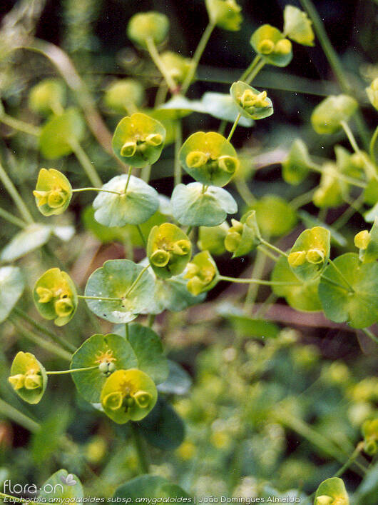 Euphorbia amygdaloides amygdaloides - Flor (geral) | João Domingues Almeida; CC BY-NC 4.0