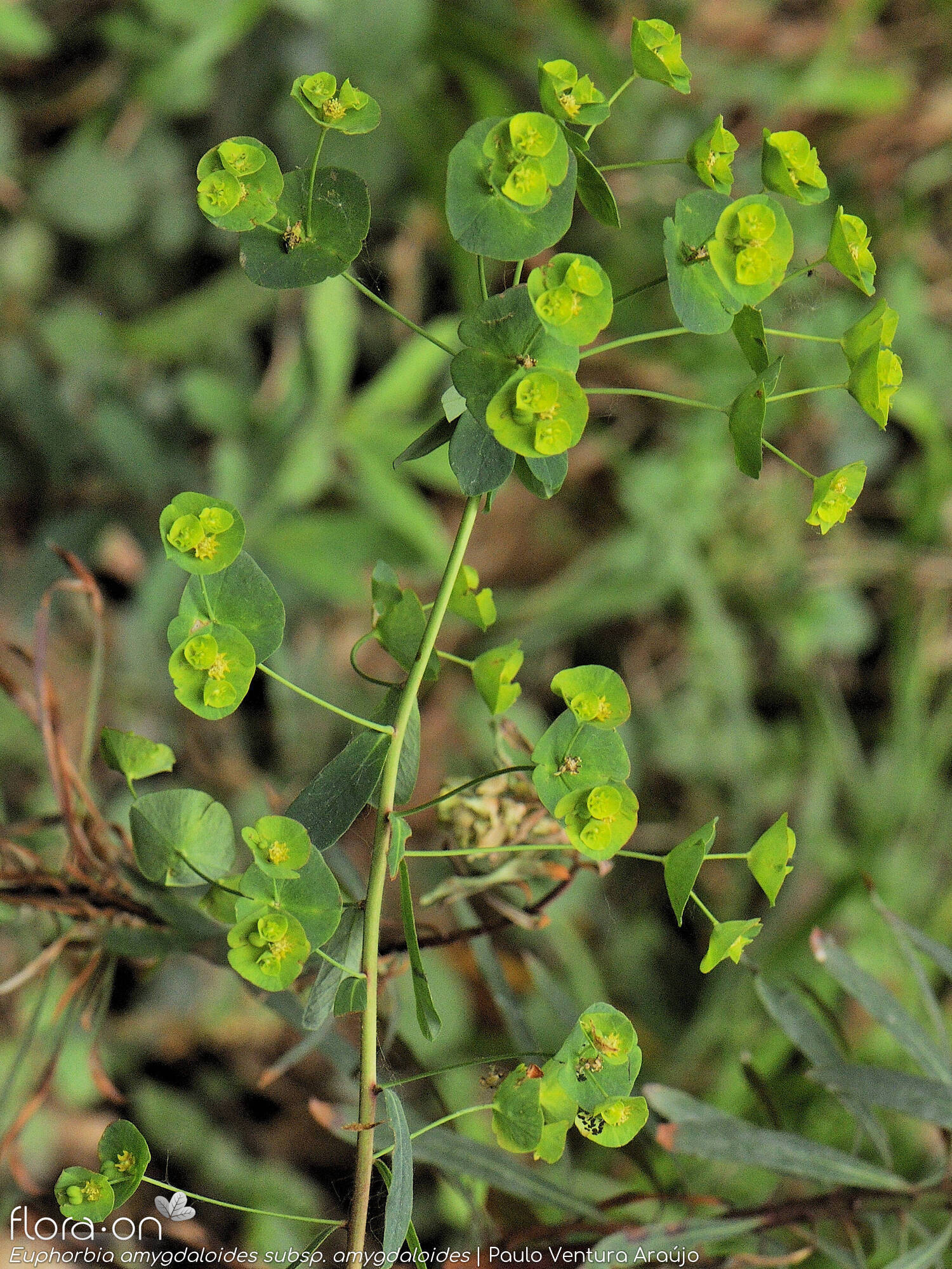 Euphorbia amygdaloides amygdaloides - Flor (geral) | Paulo Ventura Araújo; CC BY-NC 4.0