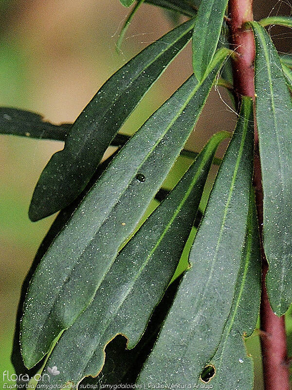 Euphorbia amygdaloides amygdaloides - Folha | Paulo Ventura Araújo; CC BY-NC 4.0