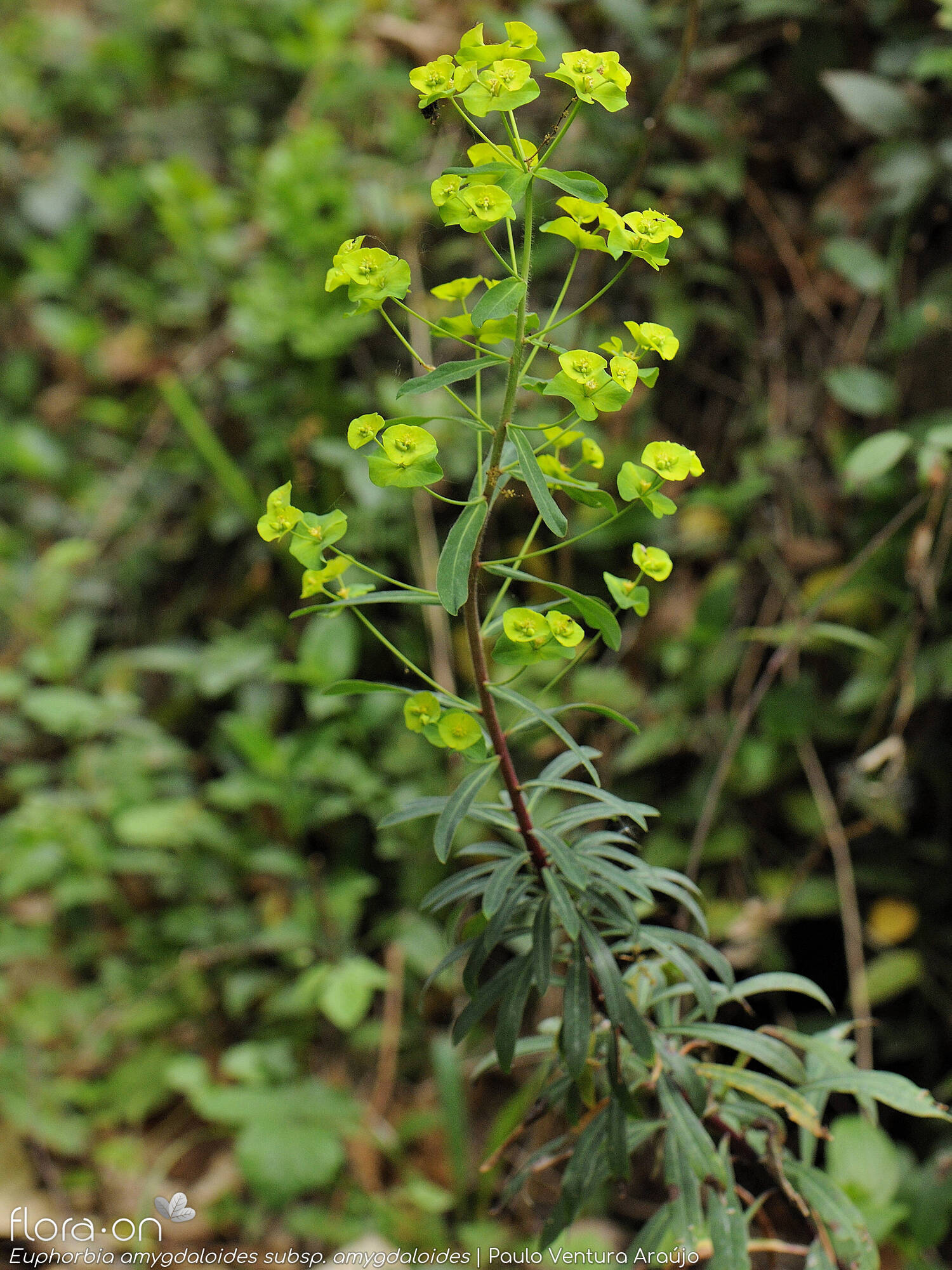 Euphorbia amygdaloides amygdaloides - Hábito | Paulo Ventura Araújo; CC BY-NC 4.0