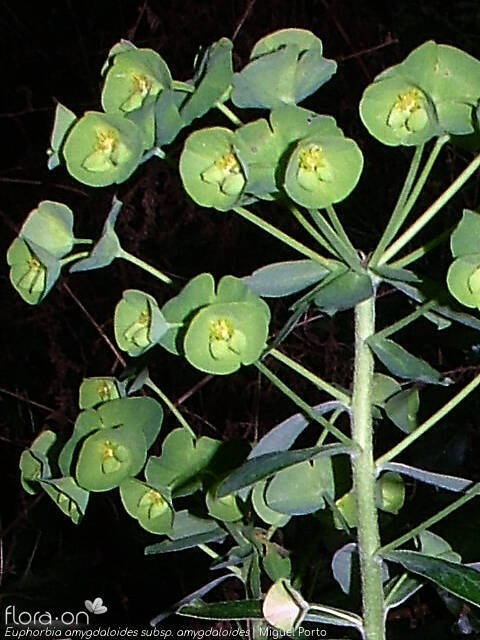 Euphorbia amygdaloides amygdaloides - Flor (geral) | Miguel Porto; CC BY-NC 4.0