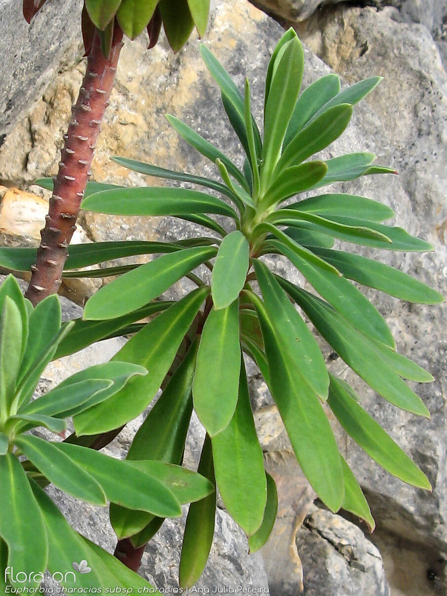 Euphorbia characias characias - Ramo | Ana Júlia Pereira; CC BY-NC 4.0