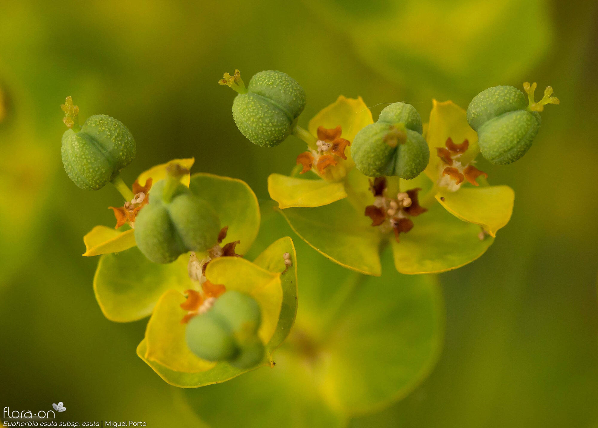 Euphorbia esula esula - Fruto | Miguel Porto; CC BY-NC 4.0