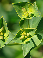 Euphorbia terracina