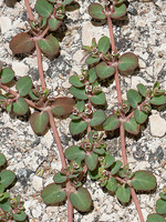 Euphorbiaceae