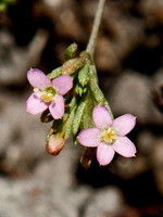 Exaculum pusillum