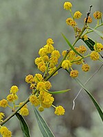 Fabaceae