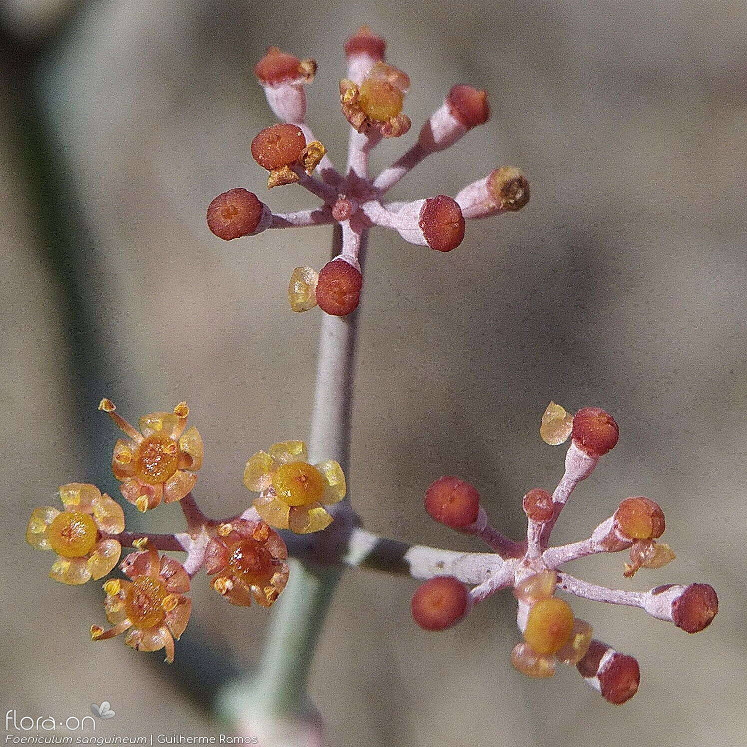 Foeniculum sanguineum - Flor (close-up) | Guilherme Ramos; CC BY-NC 4.0