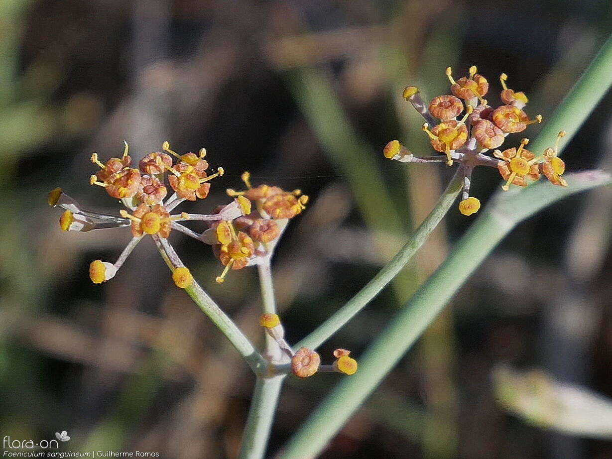 Foeniculum sanguineum - Flor (close-up) | Guilherme Ramos; CC BY-NC 4.0
