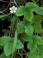 Fragaria vesca