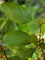 Frangula alnus