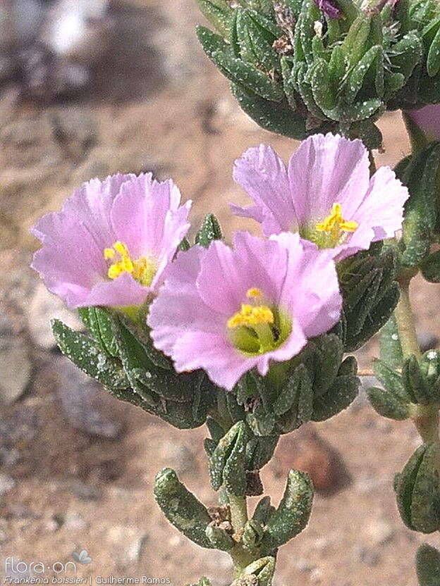 Frankeniaceae