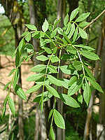 Fraxinus angustifolia