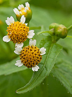 Galinsoga parviflora