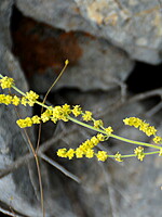 Galium baeticum