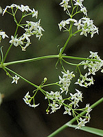 Galium lucidum