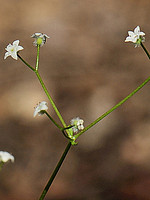 Galium rotundifolium