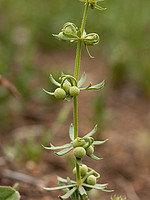 Galium tricornutum