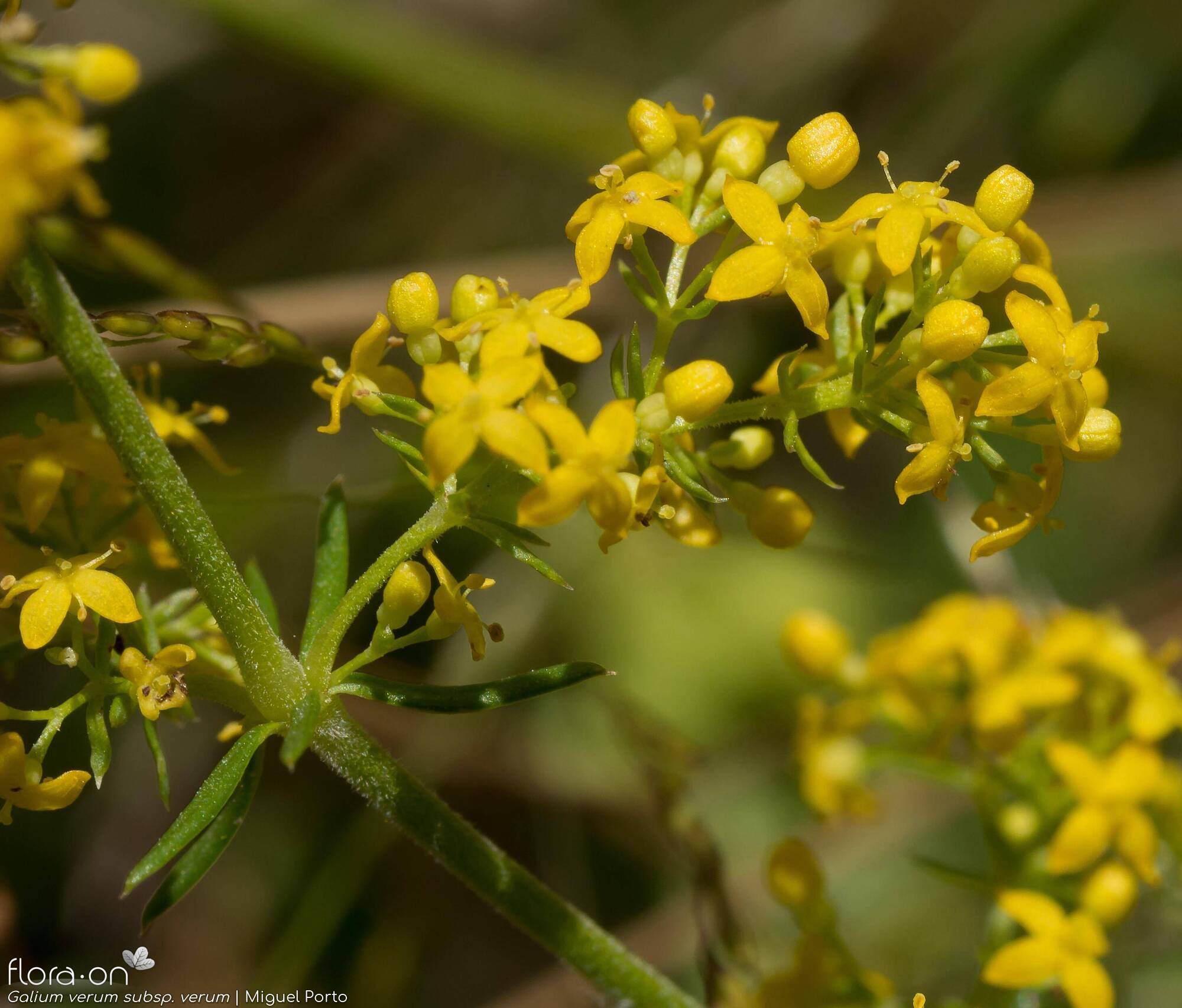 Galium verum verum - Flor (close-up) | Miguel Porto; CC BY-NC 4.0