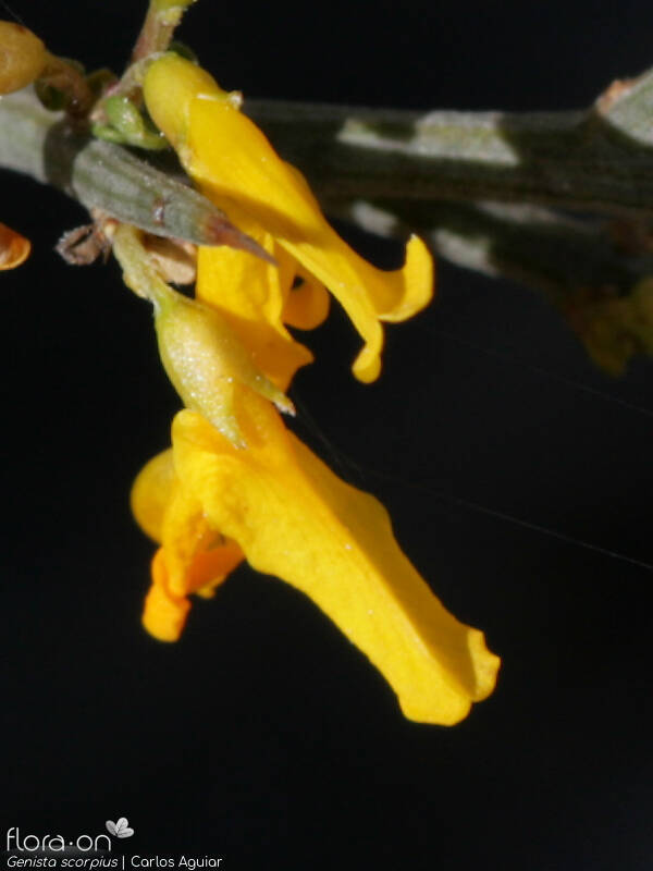 Genista scorpius - Flor (close-up) | Carlos Aguiar; CC BY-NC 4.0