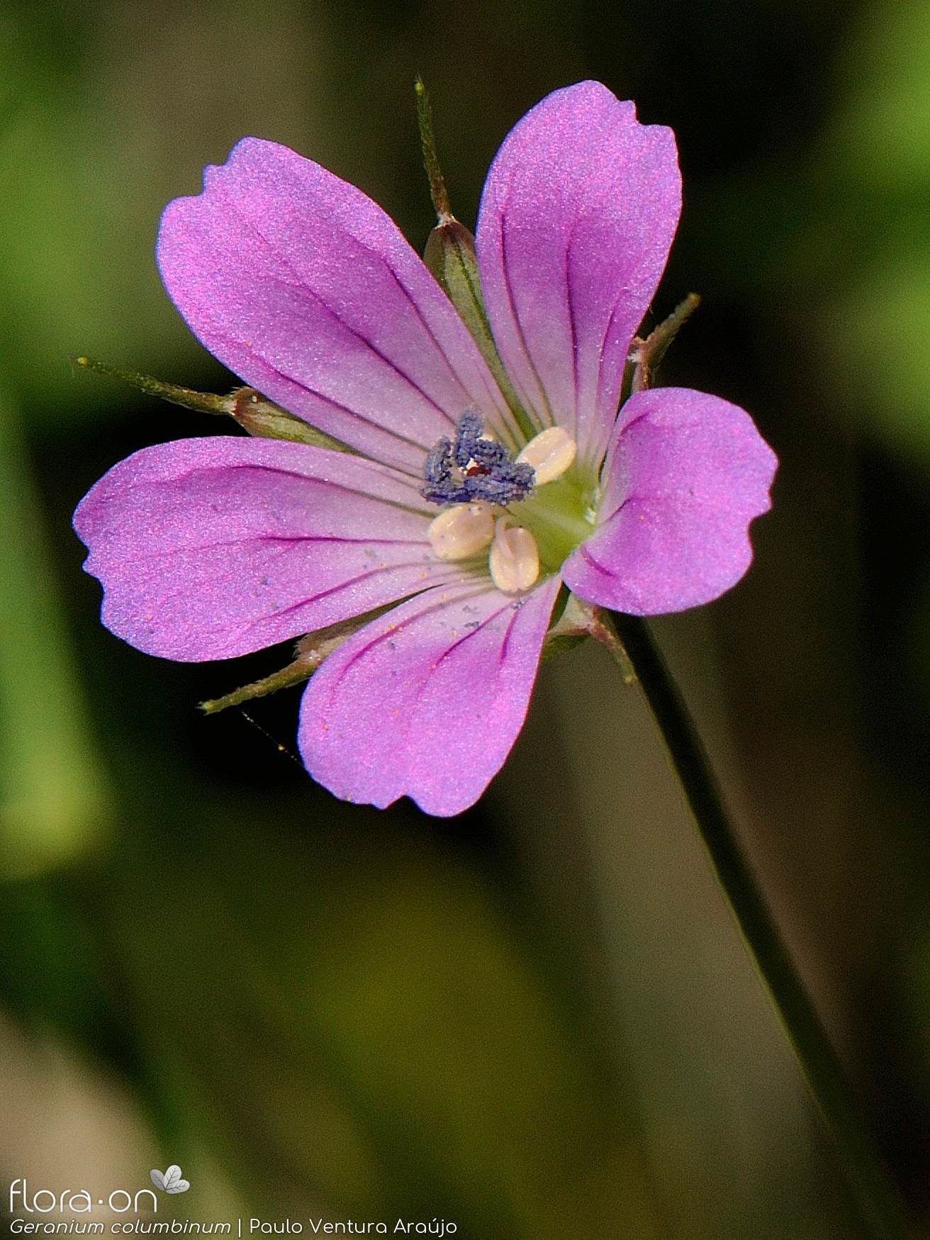 Geranium columbinum - Flor (close-up) | Paulo Ventura Araújo; CC BY-NC 4.0