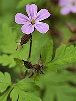 Geranium robertianum