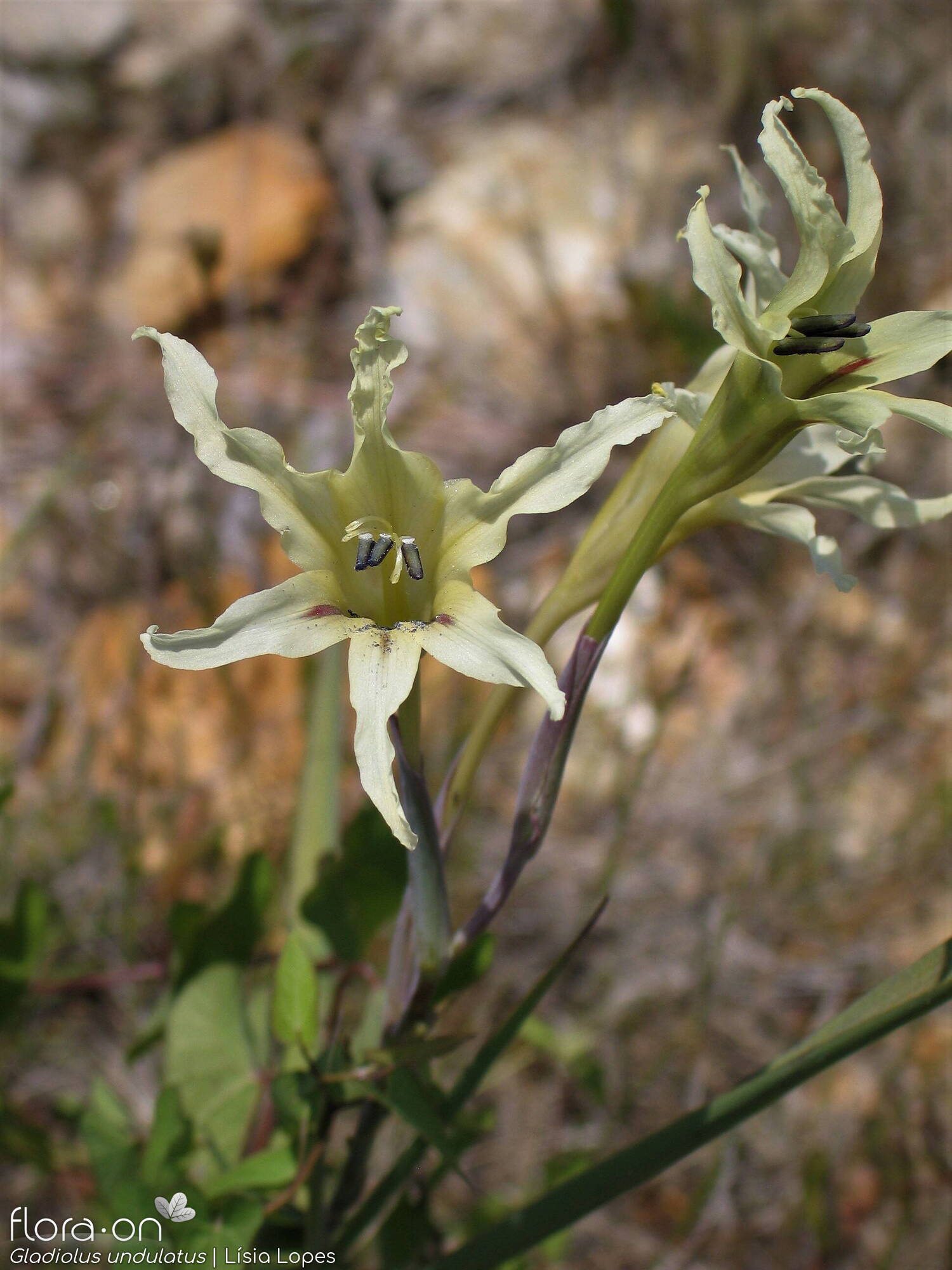 Gladiolus undulatus - Flor (geral) | Lísia Lopes; CC BY-NC 4.0