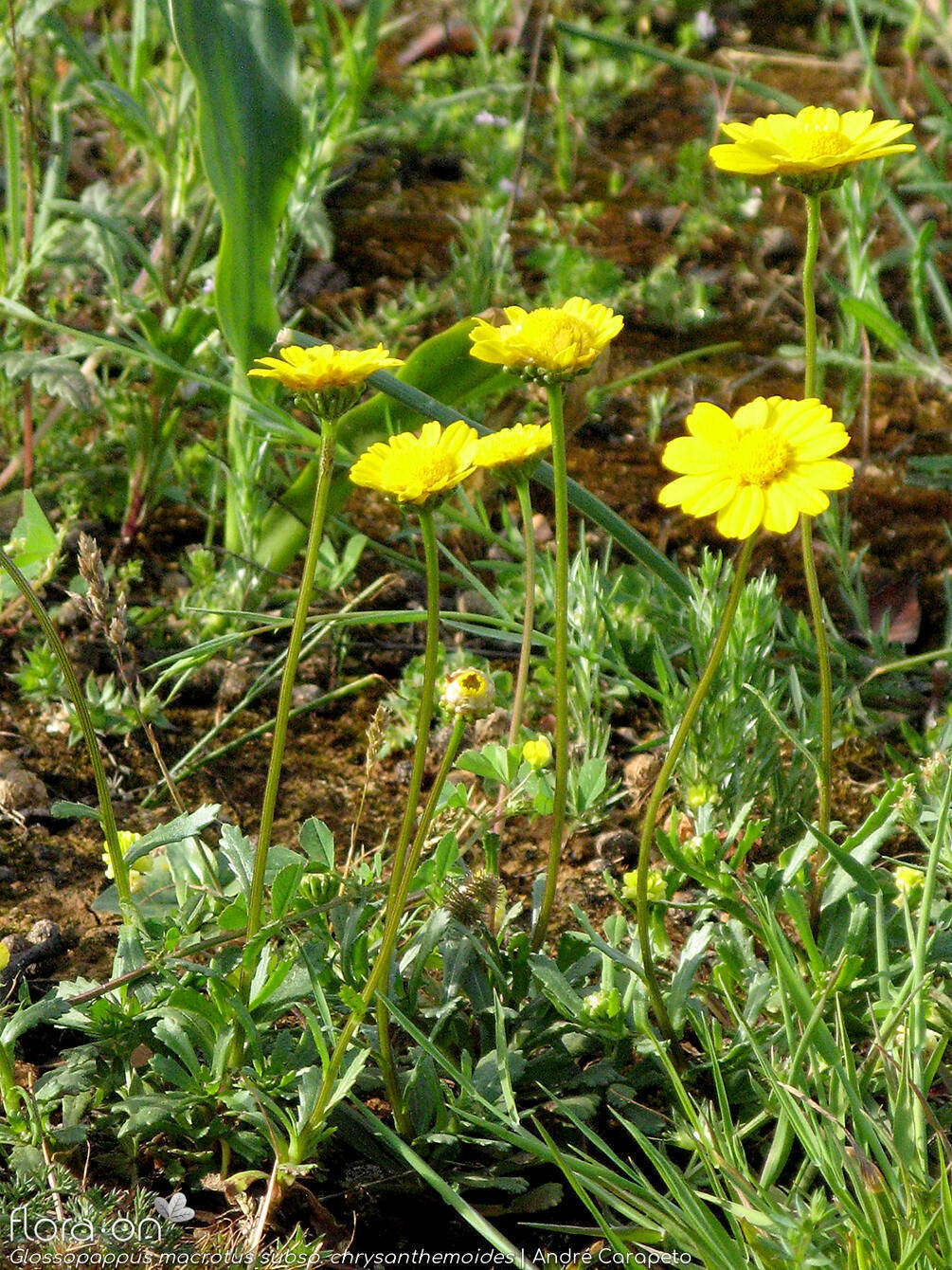 Glossopappus macrotus chrysanthemoides - Hábito | André Carapeto; CC BY-NC 4.0