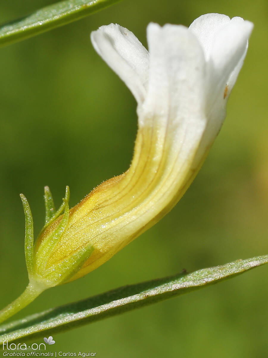 Gratiola officinalis - Flor (close-up) | Carlos Aguiar; CC BY-NC 4.0