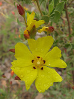 Halimium halimifolium