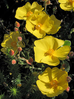 Halimium lasianthum