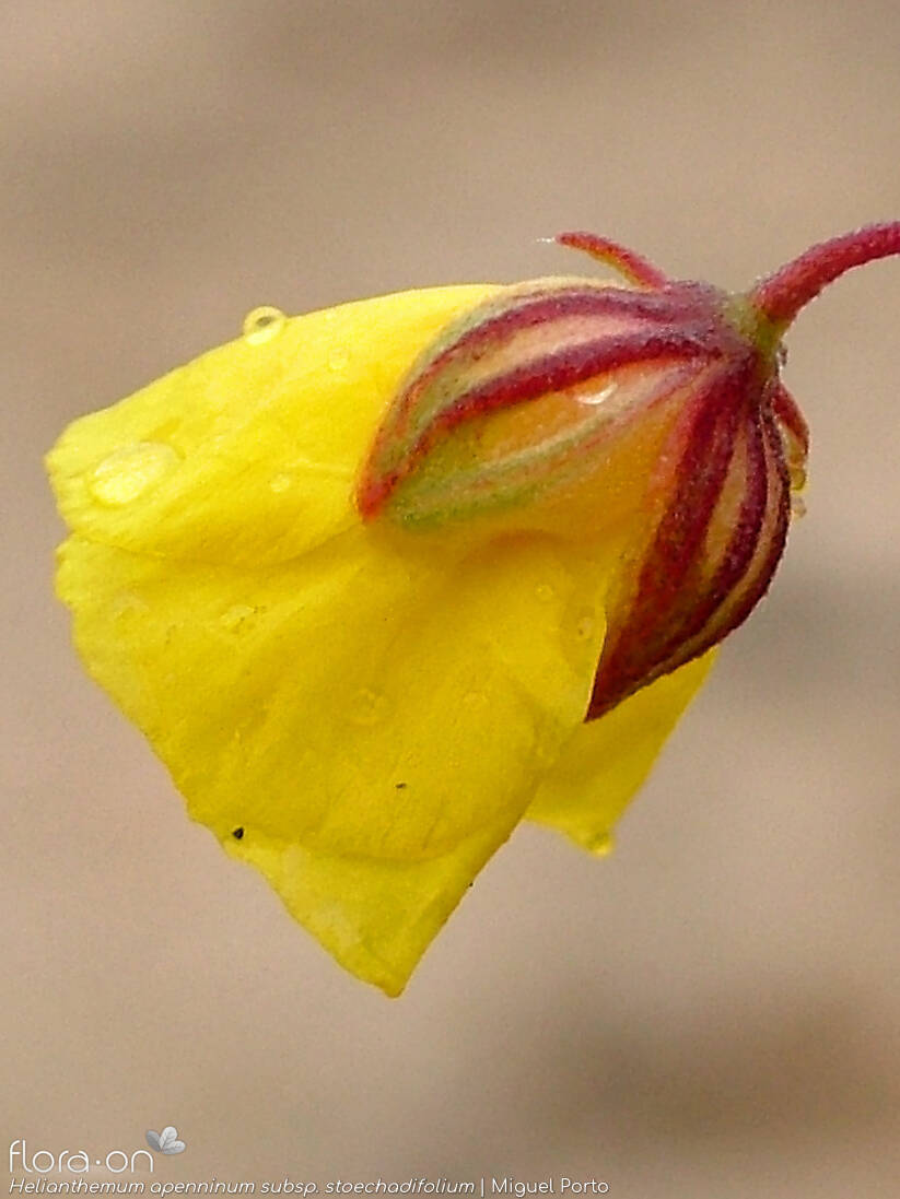 Helianthemum apenninum - Flor (close-up) | Miguel Porto; CC BY-NC 4.0