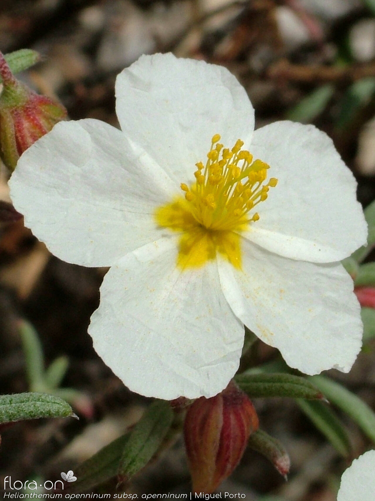 Helianthemum apenninum - Flor (close-up) | Miguel Porto; CC BY-NC 4.0