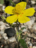 Helianthemum nummularium
