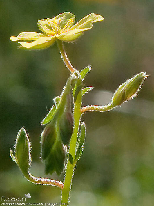 Helianthemum salicifolium - Flor (close-up) | Miguel Porto; CC BY-NC 4.0