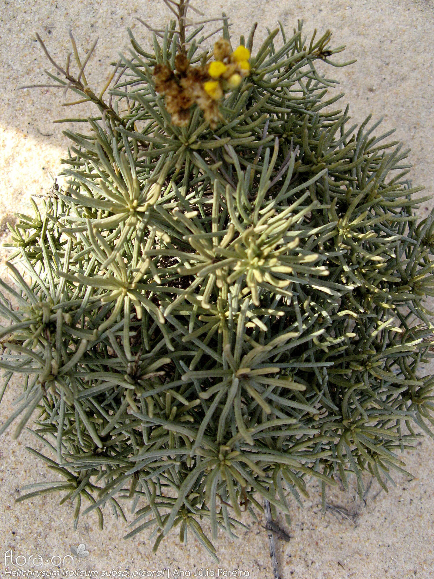 Helichrysum italicum picardi - Hábito | Ana Júlia Pereira; CC BY-NC 4.0