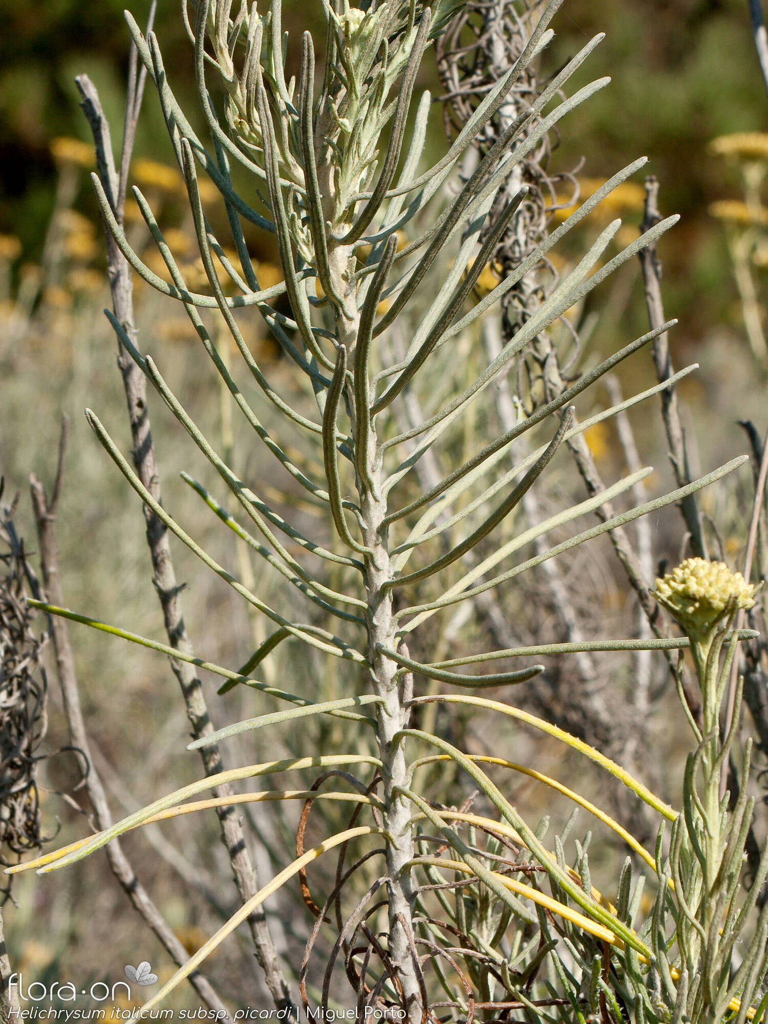 Helichrysum italicum picardi - Folha | Miguel Porto; CC BY-NC 4.0