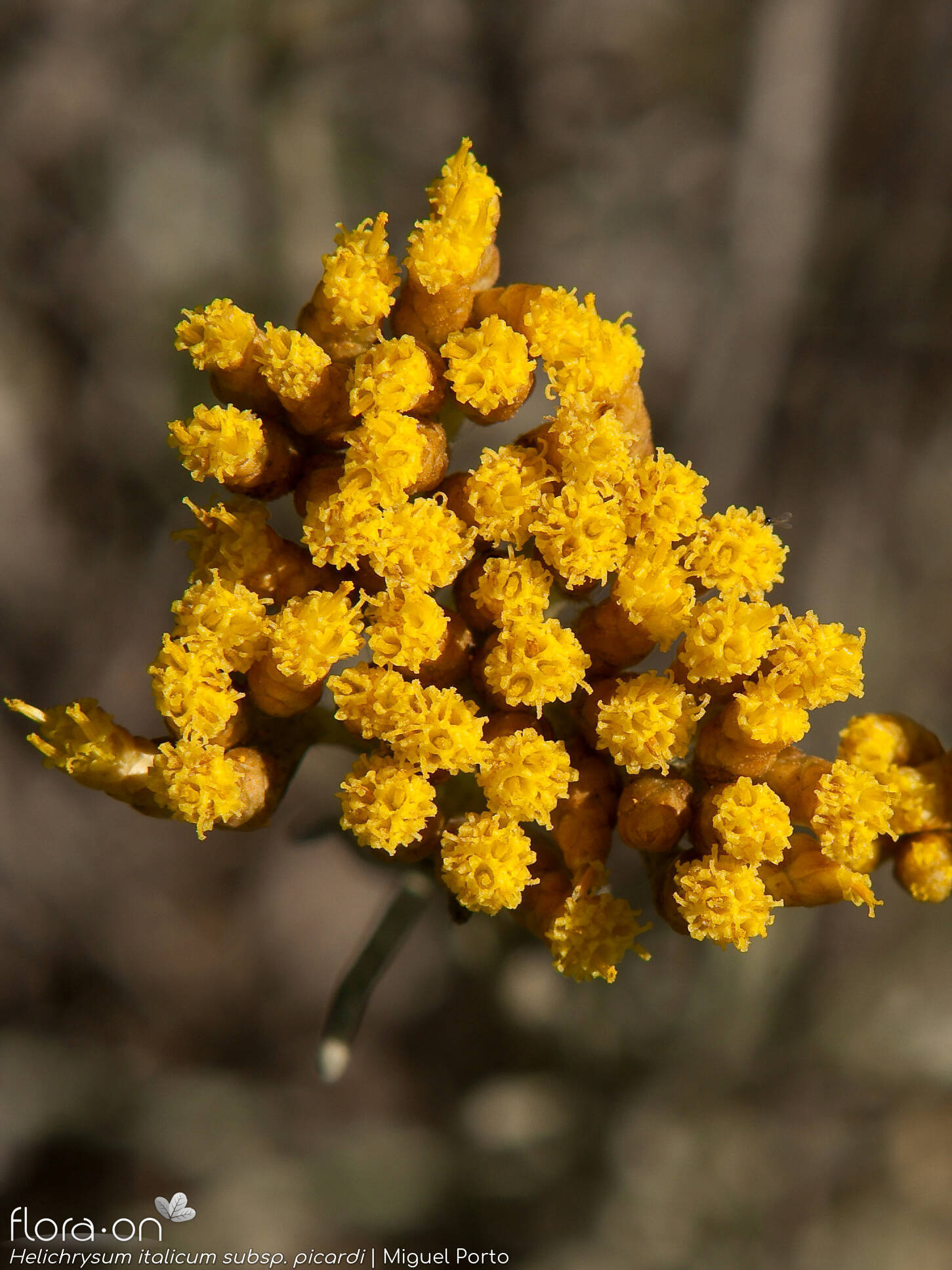 Helichrysum italicum picardi - Flor (geral) | Miguel Porto; CC BY-NC 4.0