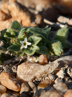 Heliotropium supinum
